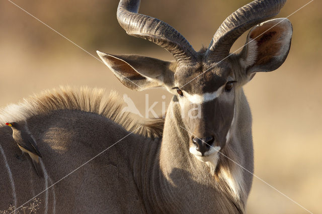 kudu (Tragelaphus spec.)