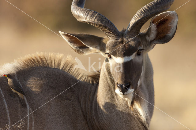 Koedoe (Tragelaphus spec.)