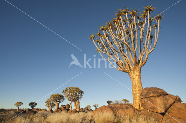 Kokerboom (Aloe dichotoma)