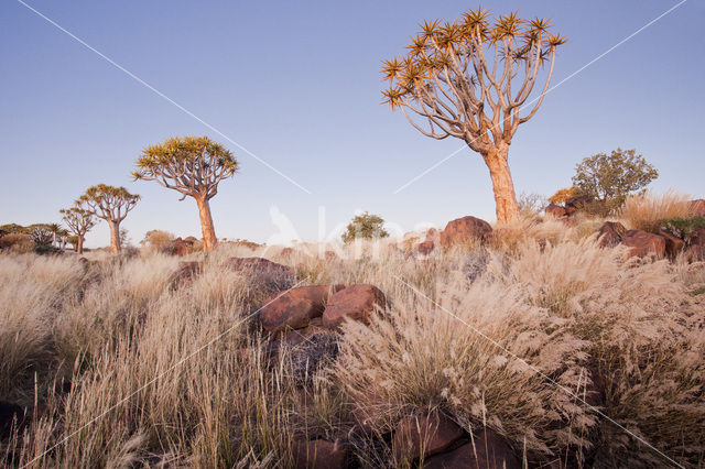 Kokerboom (Aloe dichotoma)