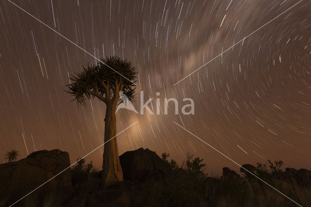 Quiver Tree (Aloe dichotoma)