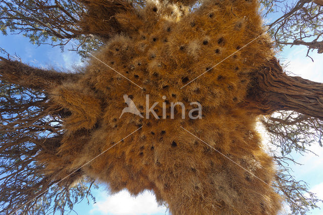 Social Weaver (Philetairus socius)