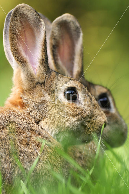 Rabbit (Oryctolagus cuniculus)