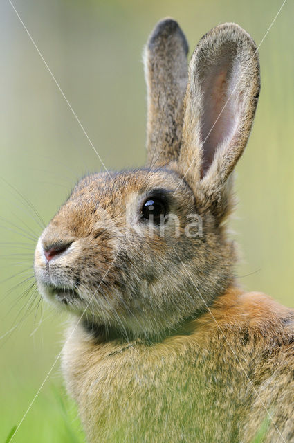 Rabbit (Oryctolagus cuniculus)