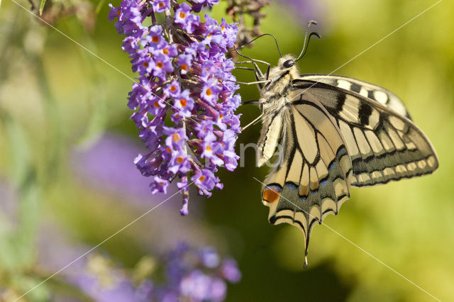 Koninginnepage (Papilio machaon)