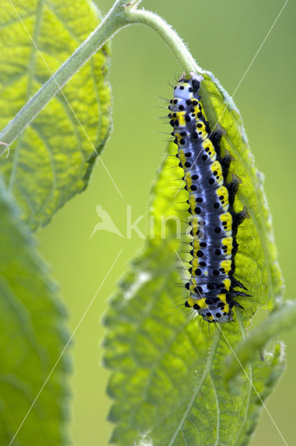 Figure of Eight (Diloba caeruleocephala)