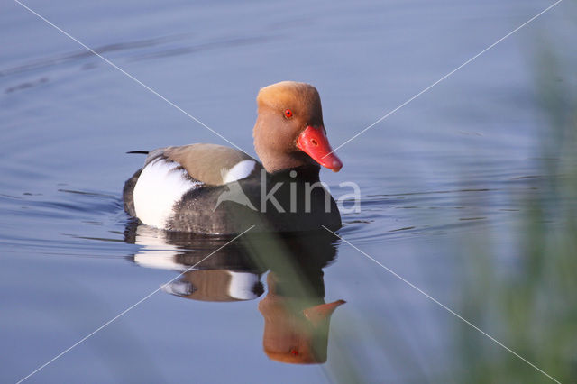 Red-crested Pochard (Netta rufina)