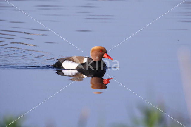 Red-crested Pochard (Netta rufina)