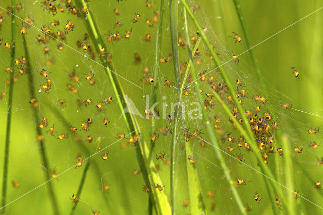 Kruisspin (Araneus diadematus)