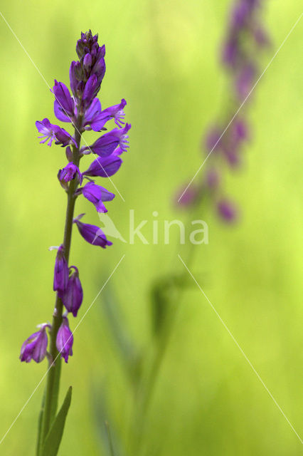 Kuifvleugeltjesbloem (Polygala comosa)