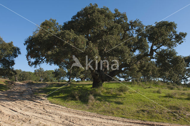 Kurkeik (Quercus suber)