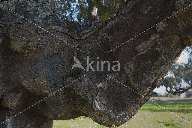 Cork Oak (Quercus suber)