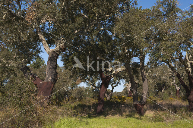 Cork Oak (Quercus suber)