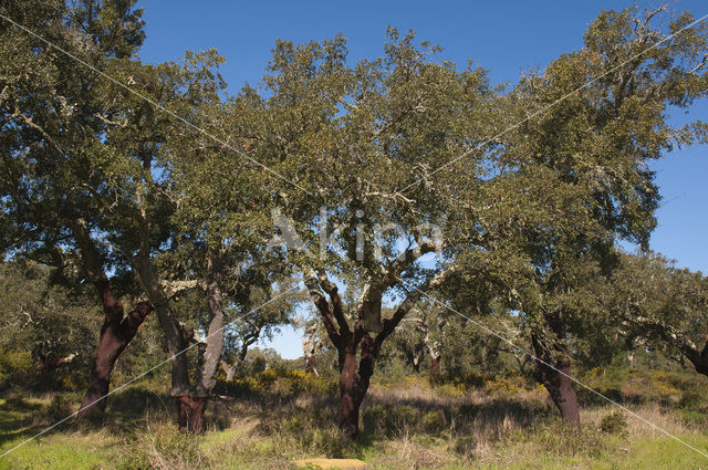 Kurkeik (Quercus suber)