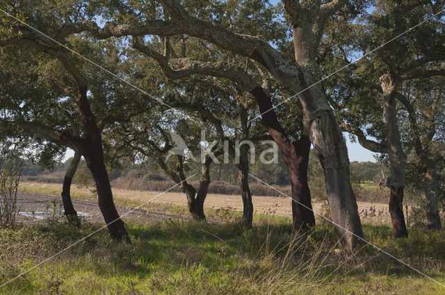 Cork Oak (Quercus suber)