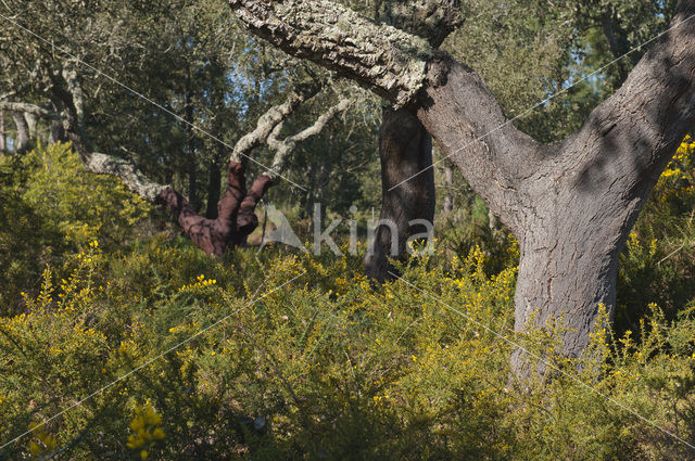 Kurkeik (Quercus suber)