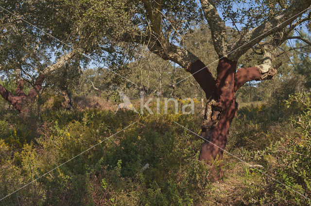 Cork Oak (Quercus suber)