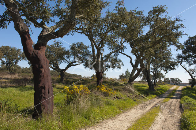 Cork Oak (Quercus suber)