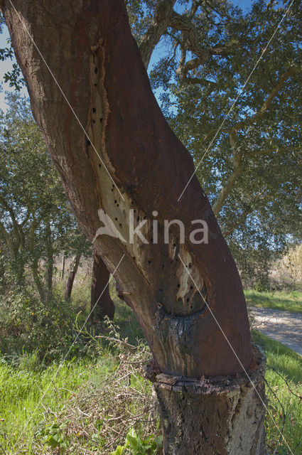 Cork Oak (Quercus suber)