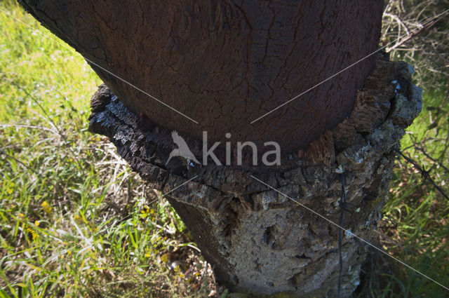 Cork Oak (Quercus suber)