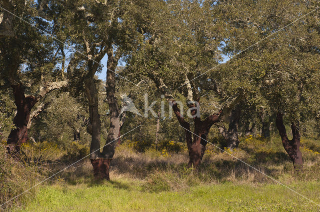 Cork Oak (Quercus suber)