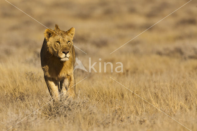 Lion (Panthera leo)