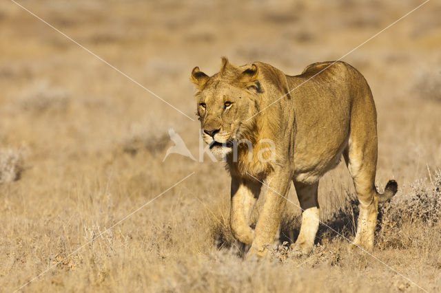 Leeuw (Panthera leo)