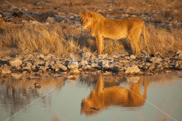 Leeuw (Panthera leo)