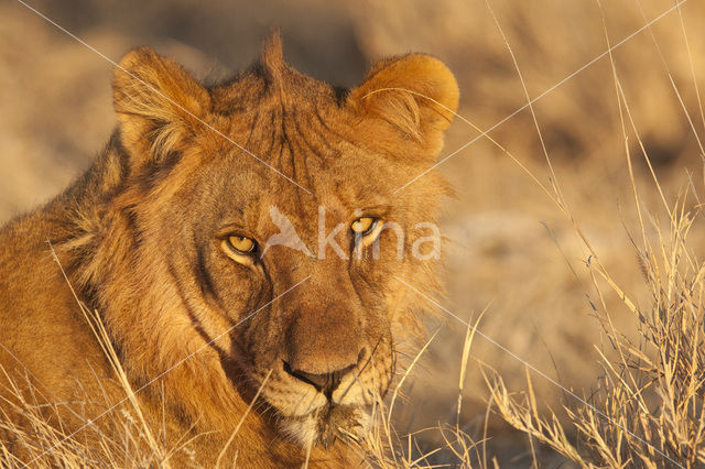 Lion (Panthera leo)