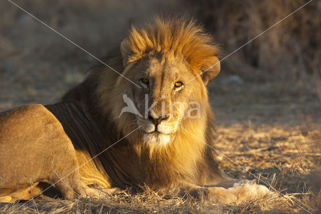 Leeuw (Panthera leo)