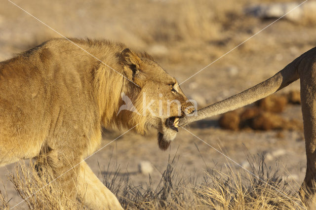 Leeuw (Panthera leo)