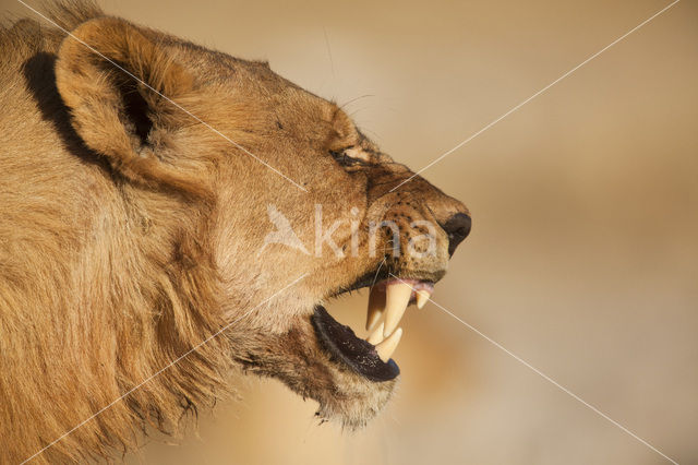 Lion (Panthera leo)