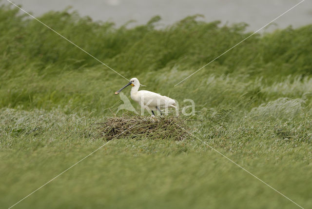 Lepelaar (Platalea leucorodia)