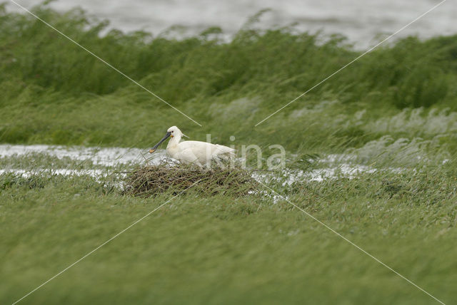 Eurasian Spoonbill (Platalea leucorodia)