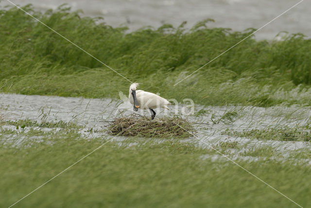 Eurasian Spoonbill (Platalea leucorodia)