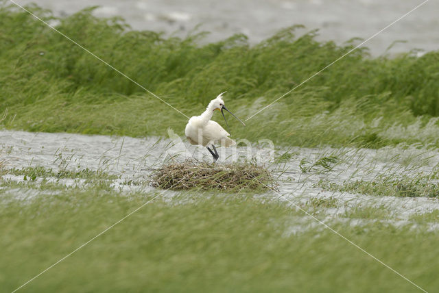 Eurasian Spoonbill (Platalea leucorodia)