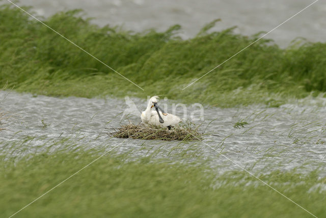 Eurasian Spoonbill (Platalea leucorodia)