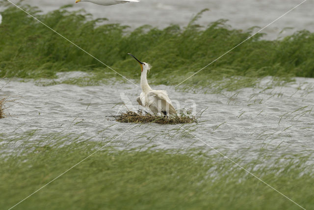 Eurasian Spoonbill (Platalea leucorodia)