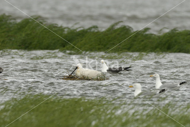 Lepelaar (Platalea leucorodia)