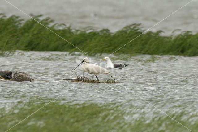 Lepelaar (Platalea leucorodia)