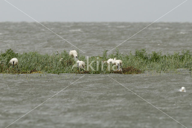 Eurasian Spoonbill (Platalea leucorodia)