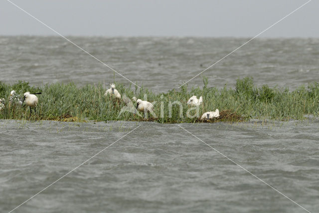 Eurasian Spoonbill (Platalea leucorodia)