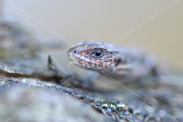 Viviparous Lizard (Zootoca vivipara)