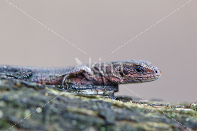 Viviparous Lizard (Zootoca vivipara)