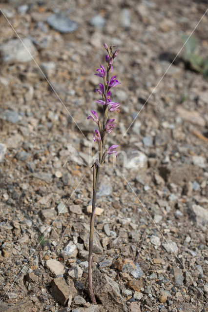 Limodorum abortivum var. rubrum