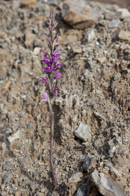 Limodorum abortivum var. rubrum