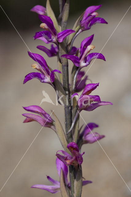 Limodorum abortivum var. rubrum