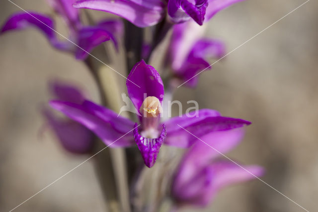 Limodorum abortivum var. rubrum