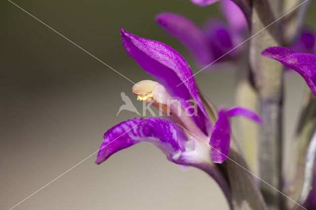 Limodorum abortivum var. rubrum