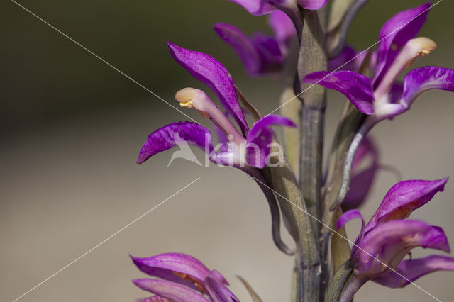 Limodorum abortivum var. rubrum